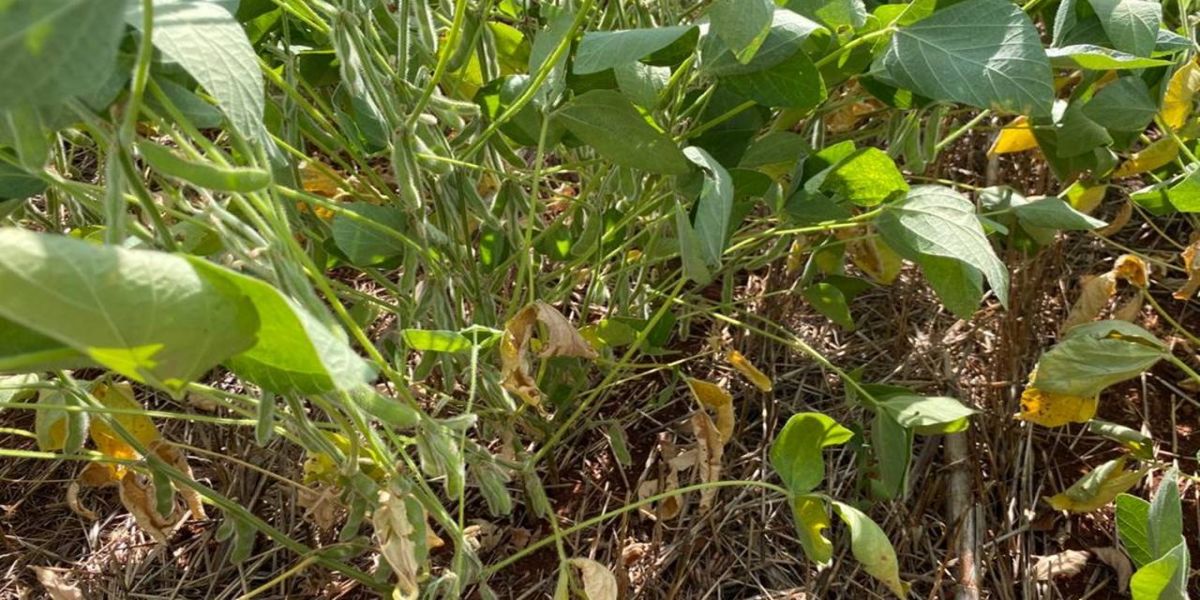 Perdas com a soja e o milho na área da Coopavel chegam a R$ 6 bilhões