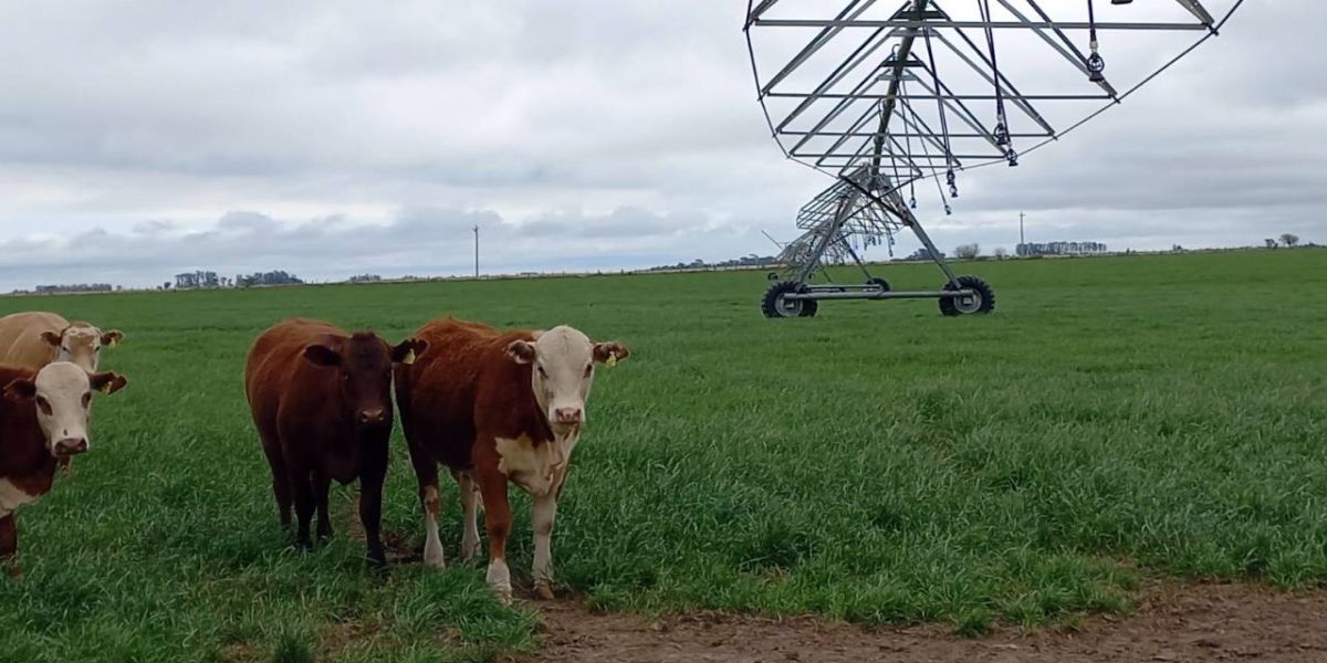Irrigação é pilar importante no sucesso da ILP