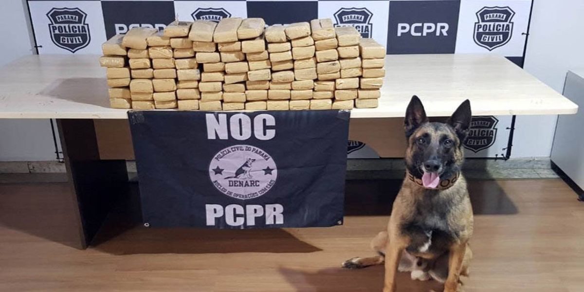 Ações com cães da Polícia Civil apreenderam 7,8 toneladas de drogas em 2021