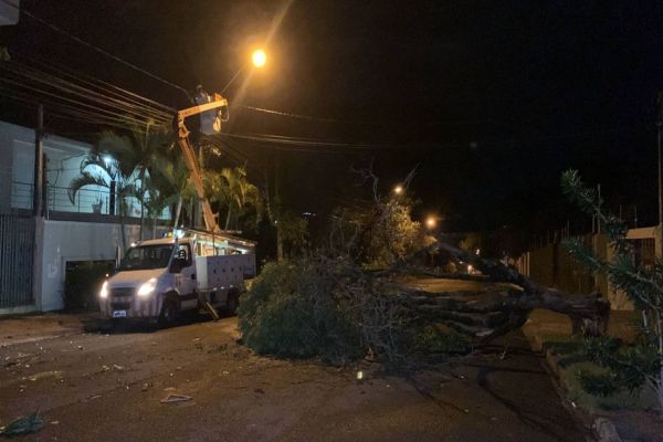 Imagem referente a notícia: Árvore cai e arranca fios de energia na Rua Curitiba em Cascavel