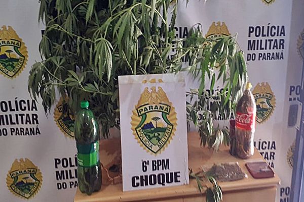 Homem de 31 anos é detido pela Polícia Militar com um pé de maconha no Bairro Santa Cruz