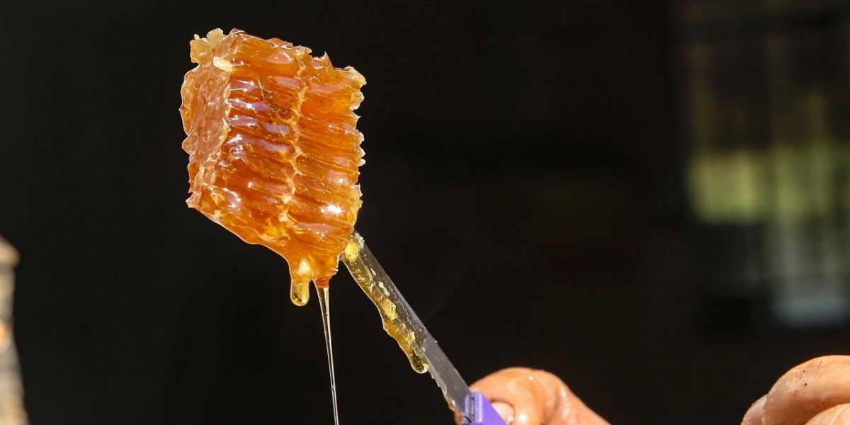 Paraná se mantém na liderança nacional da produção de mel, aponta boletim