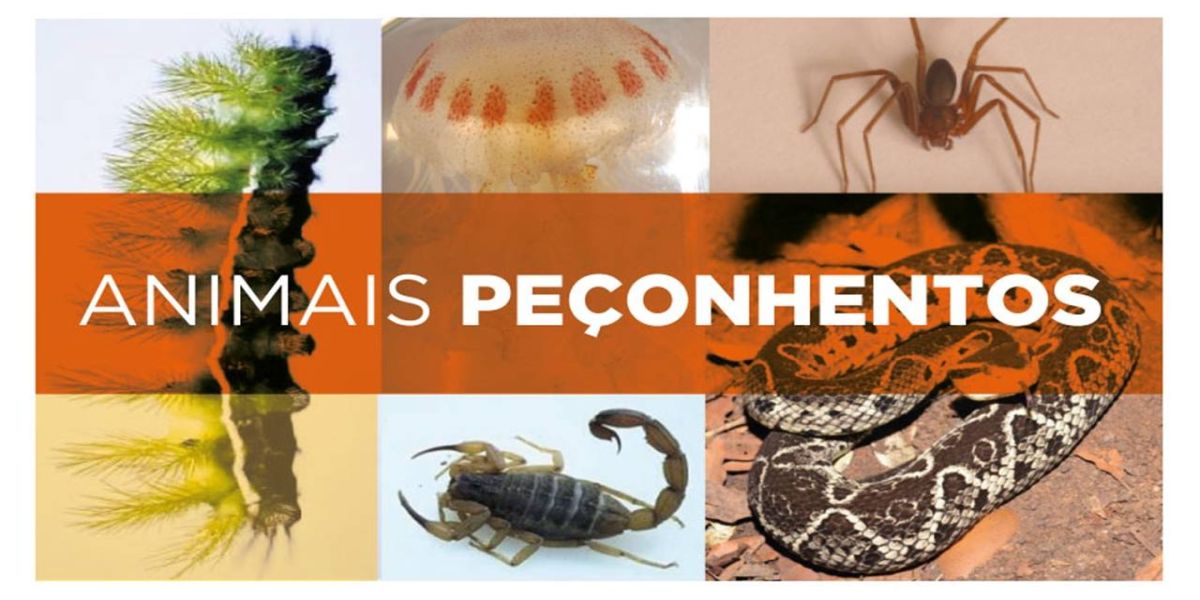 Saúde alerta para cuidados em caso de acidentes com animais peçonhentos no verão