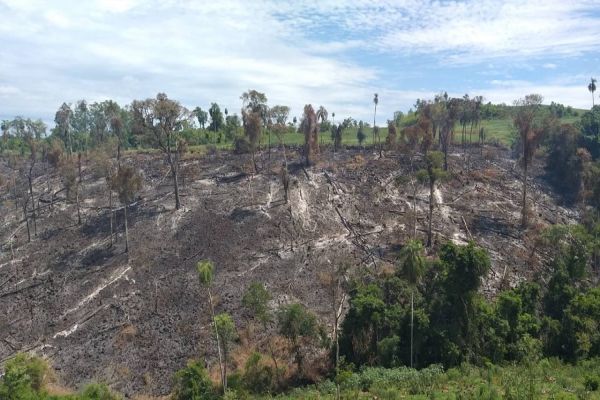 Polícia Ambiental autua proprietário por danificar floresta do bioma Mata Atlântica em Quedas