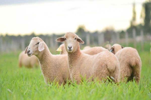 Pecuária traz ovinos e 13 raças bovinas ao Show Rural