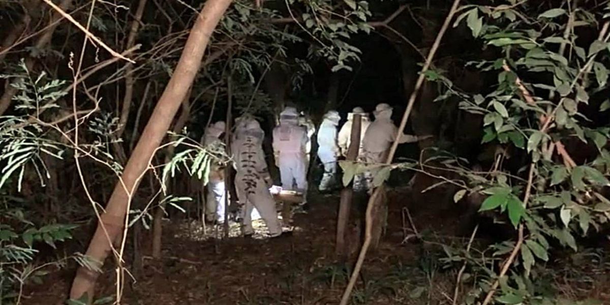 Abelhas com ferrão criadas de forma irregular são recolhidas