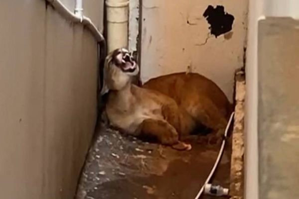 Imagem referente a notícia: Onça parda invade fundos de imobiliária e é capturada em Goioerê