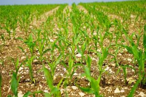 Imagem referente à notícia: Área do milho na primeira safra cresce 31% no Paraná e será recorde na segunda