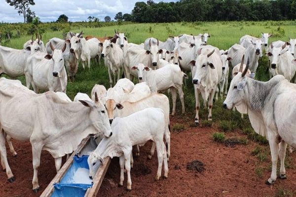 Deficiência nutricional das pastagens exige suplementação na dieta dos bovinos