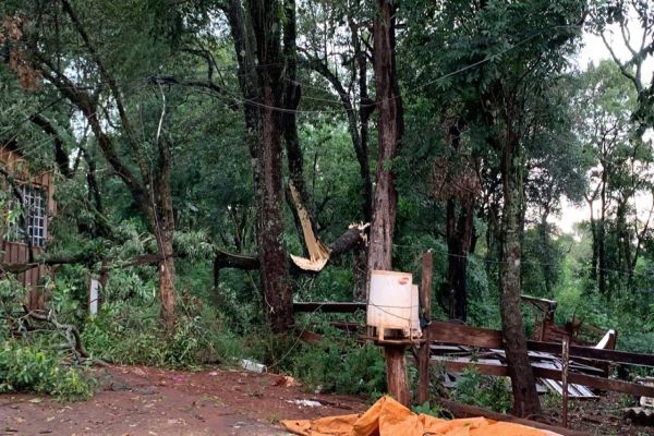 Defesa civil é acionada após casas serem atingidas por galhos no Bairro Melissa
