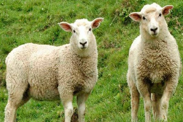 Imagem referente a notícia: Show Rural: Pecuária terá venda de ovinos e bovinos sem intermediários