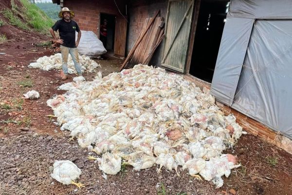 Imagem referente a notícia: Produtor Rural perde mais de 15 mil frangos após queda de energia no Distrito de São João do Oeste