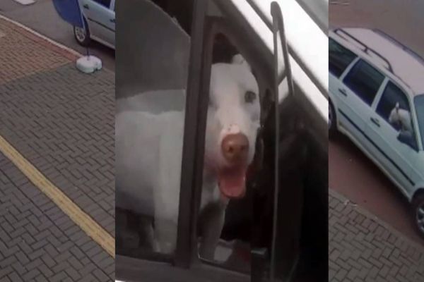 Vídeo mostra cachorro em carro andando de ré e sem motorista no Paraná