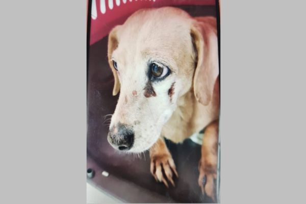 Homem de 26 anos é detido pela Polícia Militar por maus tratos a um cachorro no centro de Cascavel