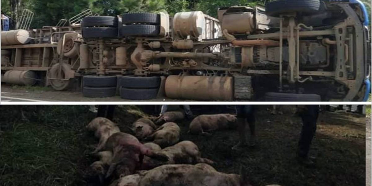 Caminhão carregado com suínos para abate tombou na PR-090 entre Curiúva a Sapopema