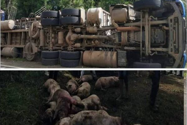 Caminhão carregado com suínos para abate tombou na PR-090 entre Curiúva a Sapopema