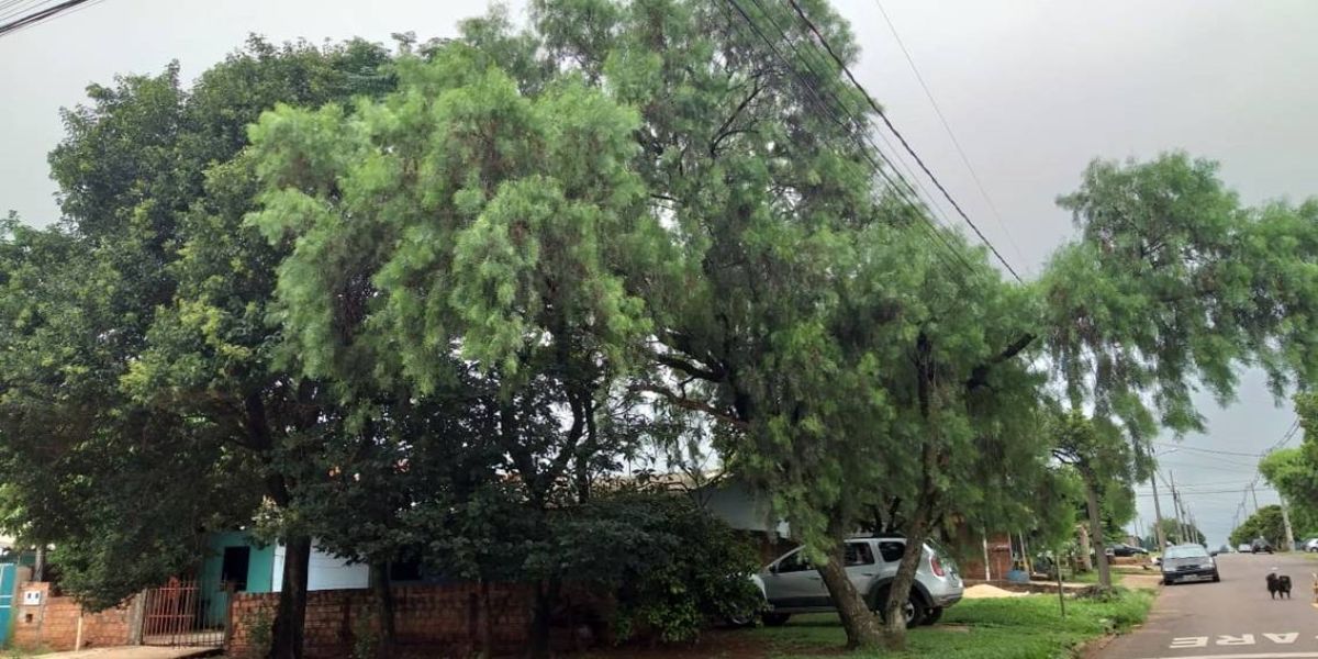 Morador do Jardim Veneza espera a mais de um ano por poda de árvore