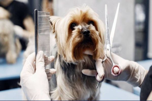 Lei garante ao cliente o direito de acompanhar banho e tosa em petshops