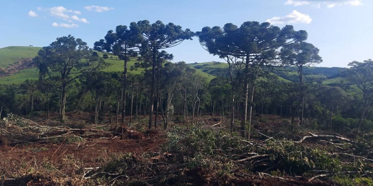 Sete pessoas são detidas por desmatamento de vegetação nativa em Nova Laranjeiras