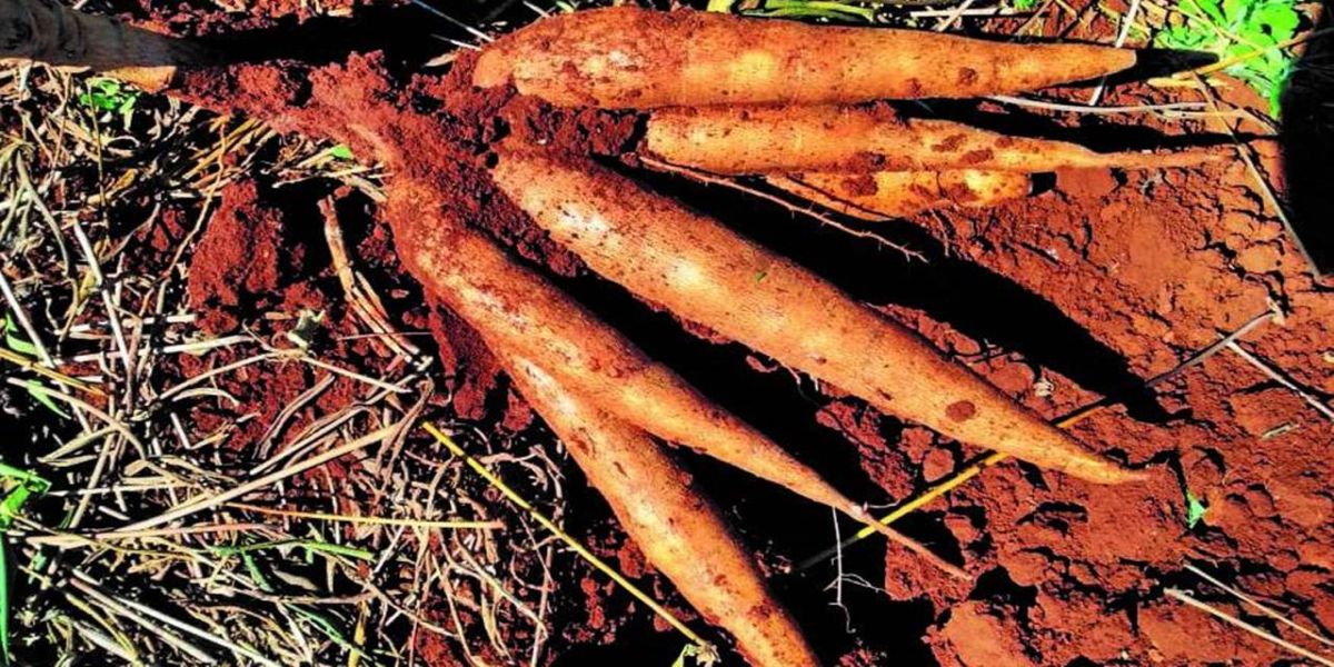 IDR-Paraná apresenta mandioca Paraguainha no Show Rural de Cascavel