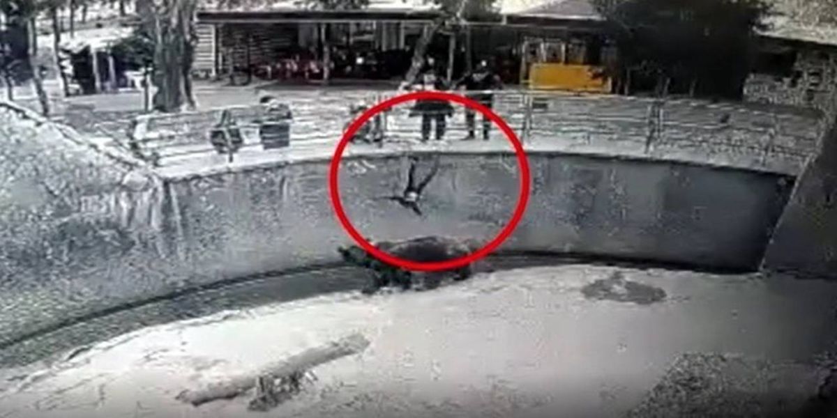 Mãe é presa acusada de jogar filha de 3 anos em jaula de urso; veja o vídeo