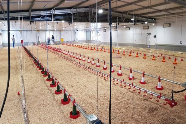 Avicultura: Coopavel paga melhor média por ave do mercado