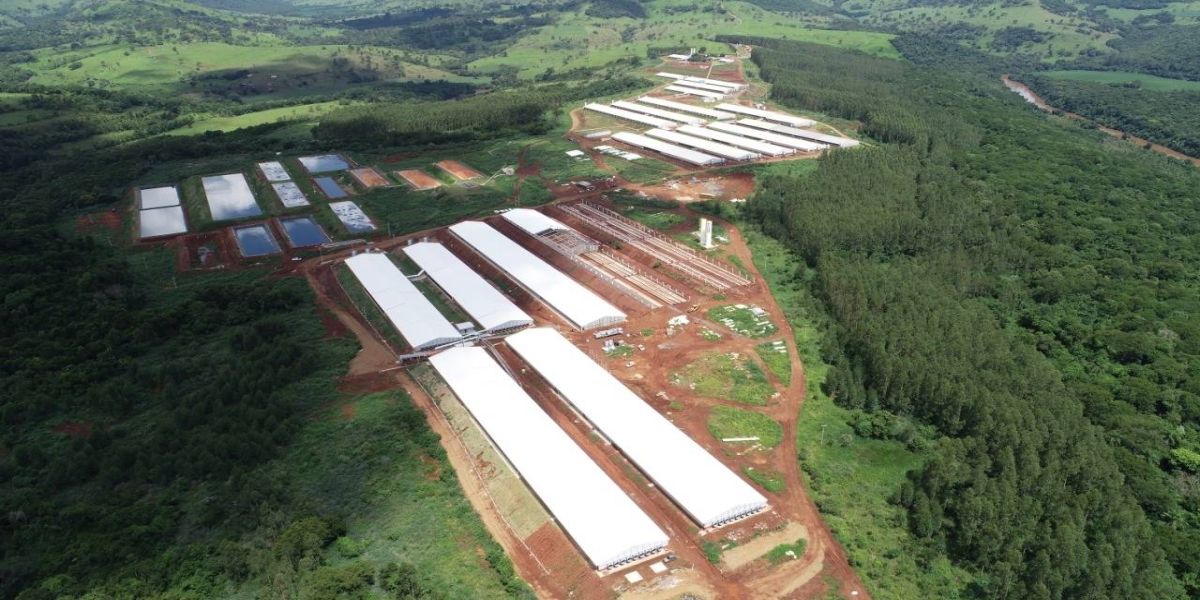 Mesmo em ano difícil, Coopavel cresce 27% no segmento de suínos