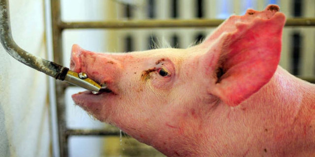 Visitantes vão conhecer estação compacta de água para suínos