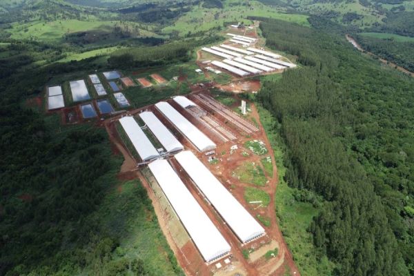 Mesmo em ano difícil, Coopavel cresce 27% no segmento de suínos