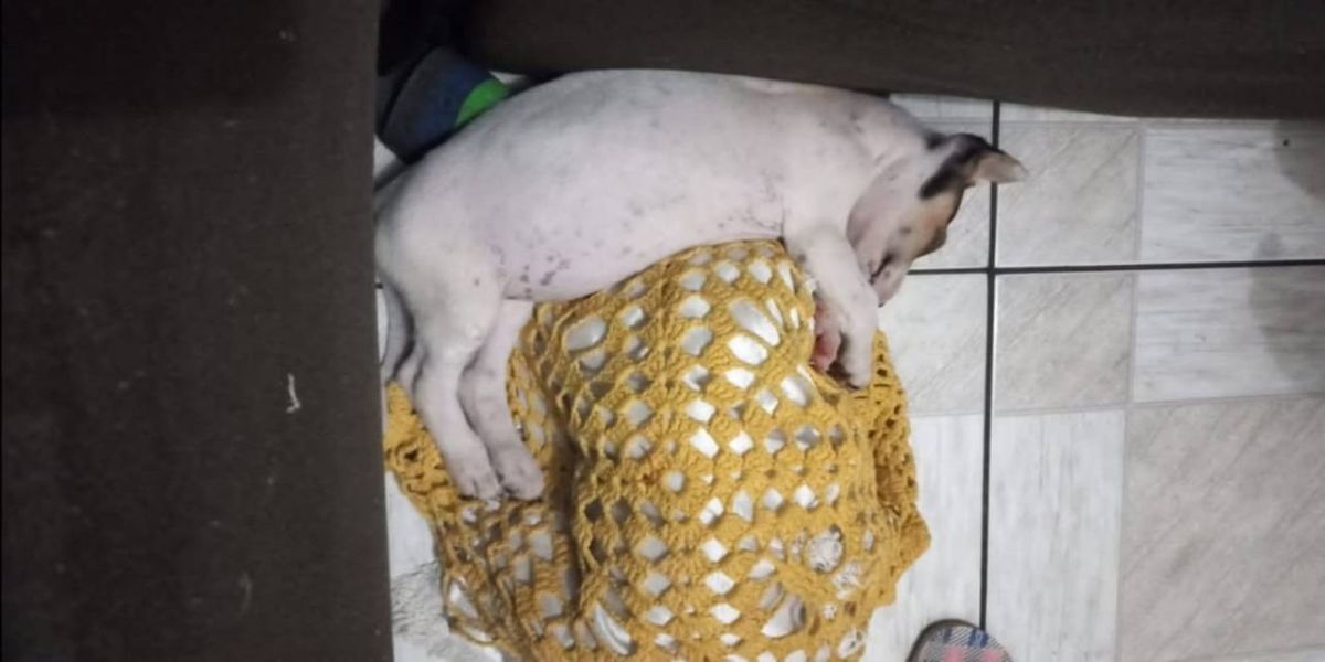 Internauta pede ajuda para localizar cachorrinha desaparecida no Bairro Periolo