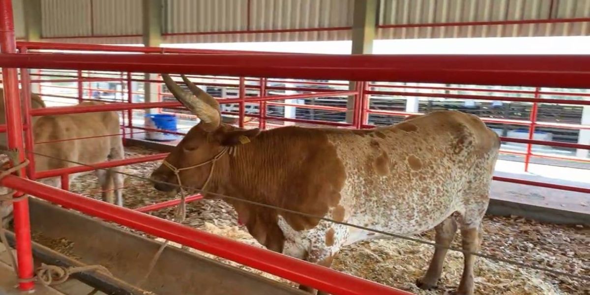 Pecuária traz inovações ao 34º Show Rural Coopavel