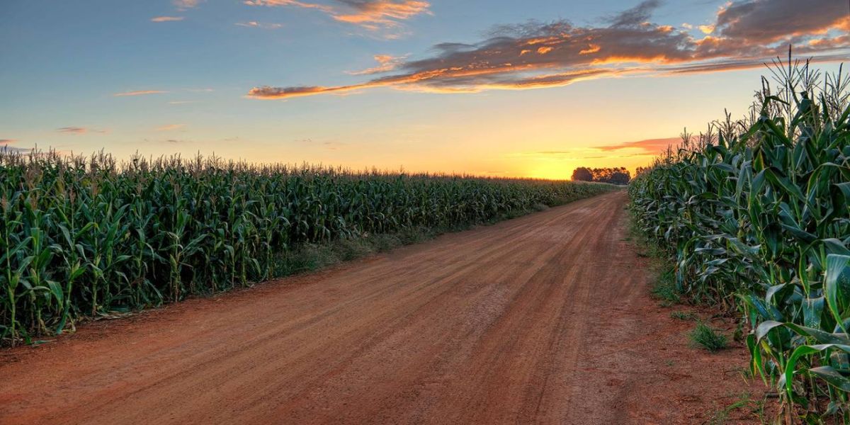 Morgan apresenta portfólio de híbridos de milho de alta tecnologia no Show Rural Coopavel