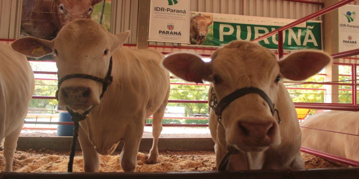 Raça Purunã: DNA paranaense no campo