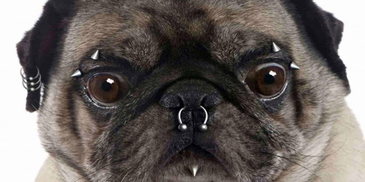 Projeto que proíbe tatuagens e piercings em animais de estimação é aprovado na CCJ