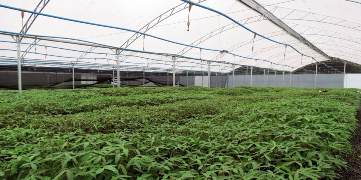 Embrapa demonstra tecnologias sobre mandioca e banana e lança EAD