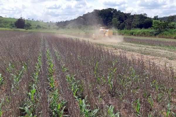 Sistema Antecipe : estratégia de produção de milho segunda safra está no Show Rural Coopavel