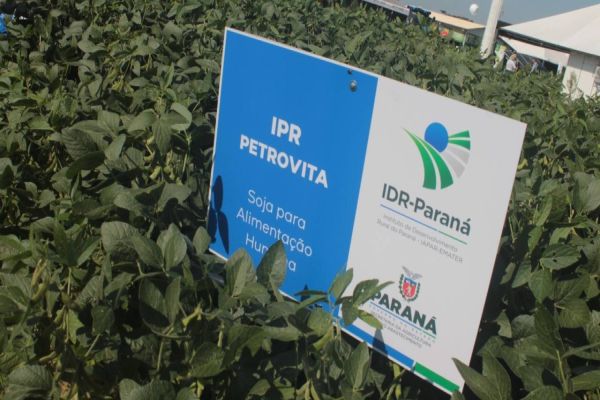 No Show Rural, IDR-Paraná entrega cultivares ao setor produtivo