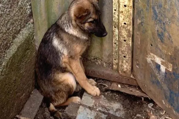 Foto relacionada a notícia: Projeto aumenta punição para maus-tratos de animais no Paraná