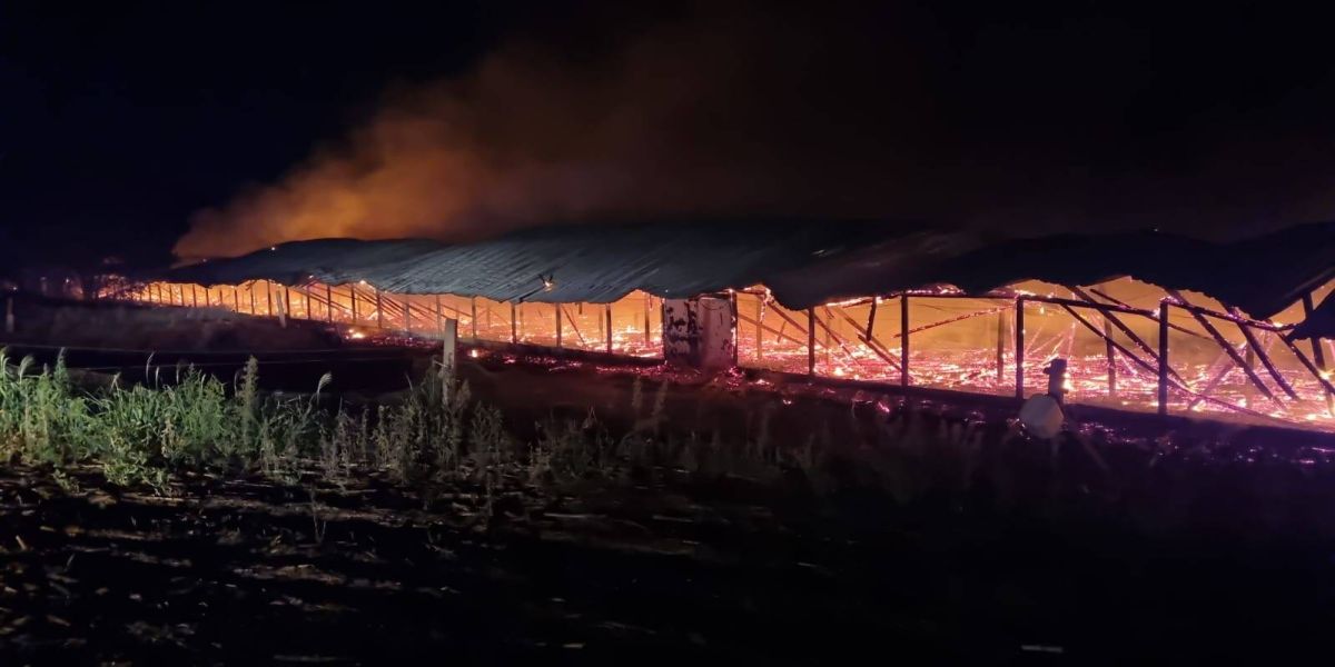 Mais de 22 mil frangos morrem após incêndio em aviário de Formosa do Oeste