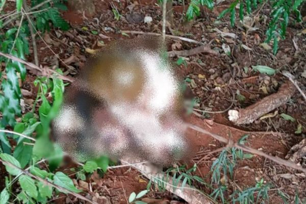 Crueldade: ladrões furtam ovelha prenha e abandonam após abaterem o animal em Coronel Vivida