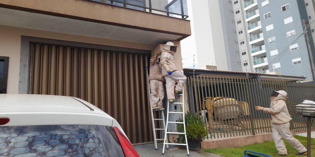 Defesa Civil orienta população sobre cuidados com abelhas
