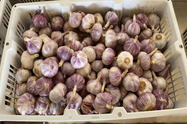 Projeto propõe autorização para venda de alho a granel em Cascavel