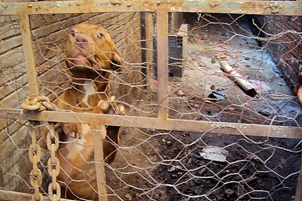 Polícia Civil de Toledo encontra cão morto por inanição e outros 4 em situação de maus tratos