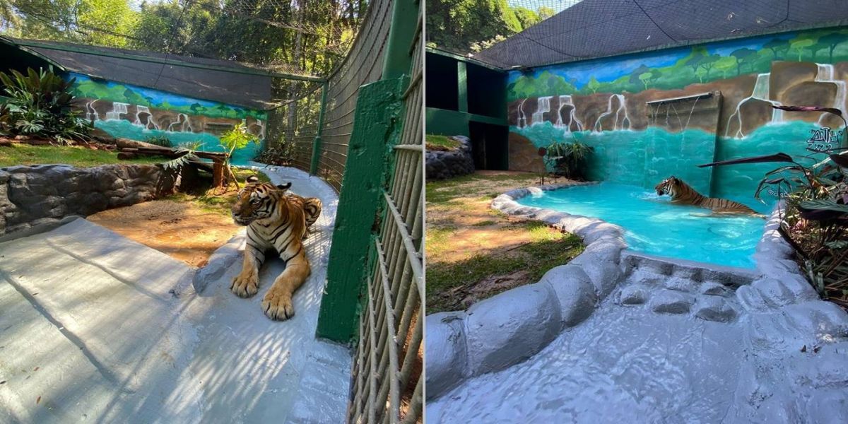 Tigre Hu já desfruta de seu novo e moderno lar no Zoológico de Cascavel