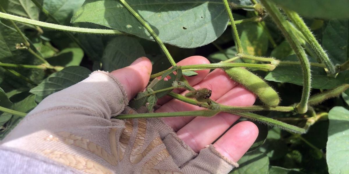 Produtor deve monitorar incidência da vaquinha-preta-e-amarela nas lavouras de soja