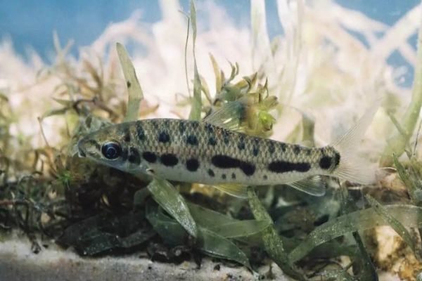 Pesquisadores da UEL investigam duas novas espécies de peixes fluviais