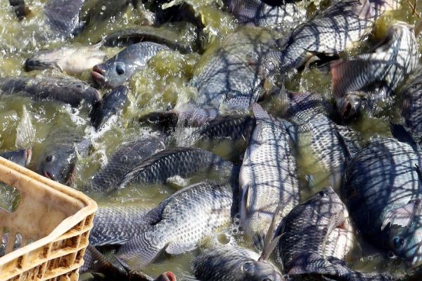 Paraná produziu 9,3% a mais de peixes em 2021