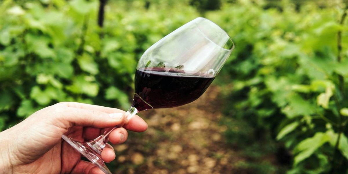 Por que vinhos orgânicos são mais caros?