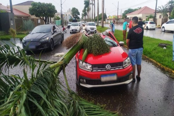 Coqueiro cai em cima de carro em Assis Chateubriand