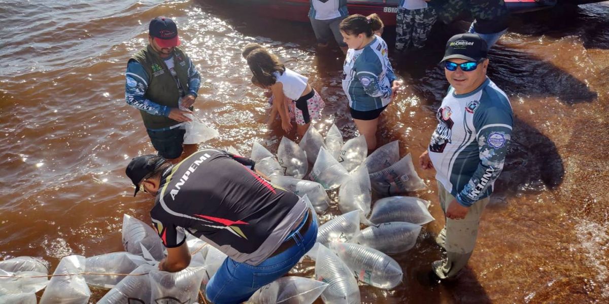 Desafio de Pesca: Governo promove soltura de 105 mil peixes nativos no Rio Paraná